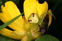 Misumenops_tricuspidatus_D6144_Z_88_Les Gris_Frankrijk